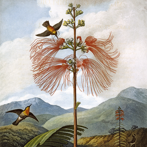  Philip Reinagle, Large Flowering Sensitive Plant tratto da Robert John Thornton’s The Temple of Flora, 1799. (Foto: Natural History Museum, London/ Science Photo Library/ Courtesy Flora. Il meraviglioso universo delle piante, Phaidon 2016).