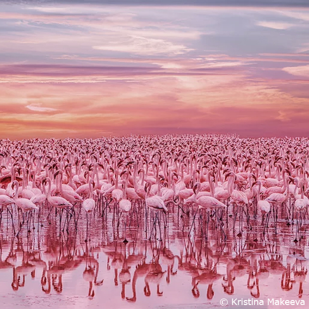 caption:Flamingo's sunset, Fotografa: Kristina Makeeva (aka Hobopeeba), Copyright Photography for Future