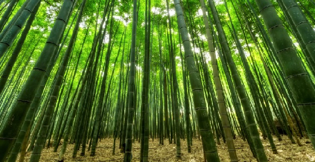 pavimento bambu naturale