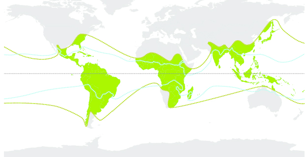 Zone del mondo in cui la pianta di bambù cresce spontaneamente