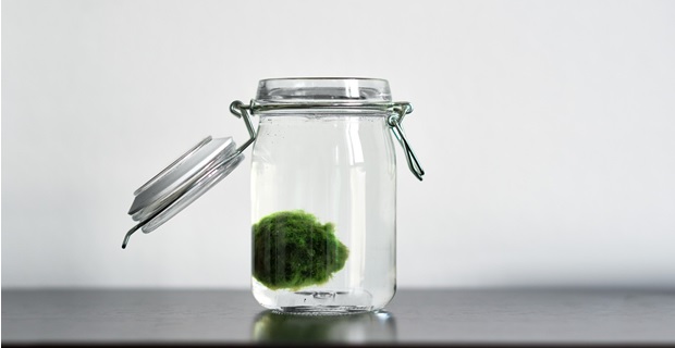 Marimo, l'alga palla giapponese