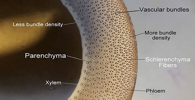 Struttura microscopica del bambu