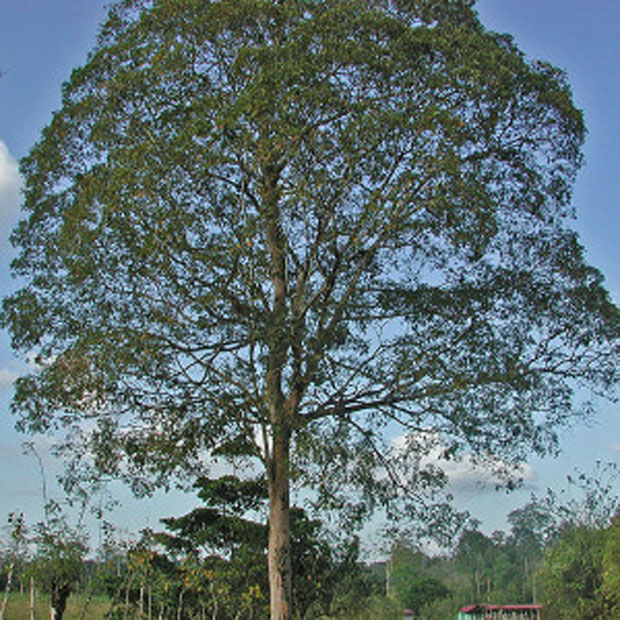 Albero di Cumaru, specie poco conosciuta del Sud America.