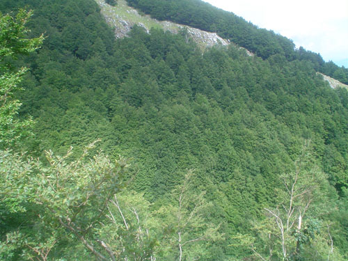 Legno-effetto-serra-Campitello-Matese-1