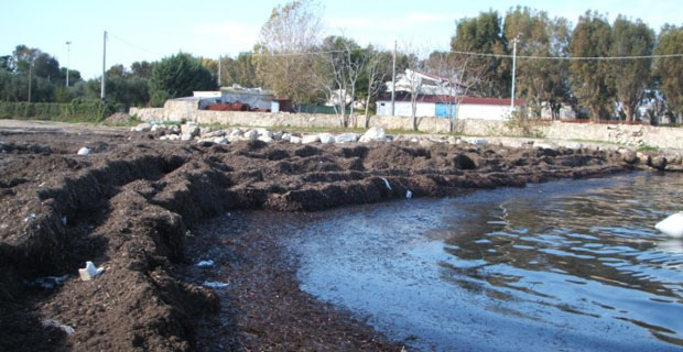 La posidonia spiaggiata è indice di degrado?